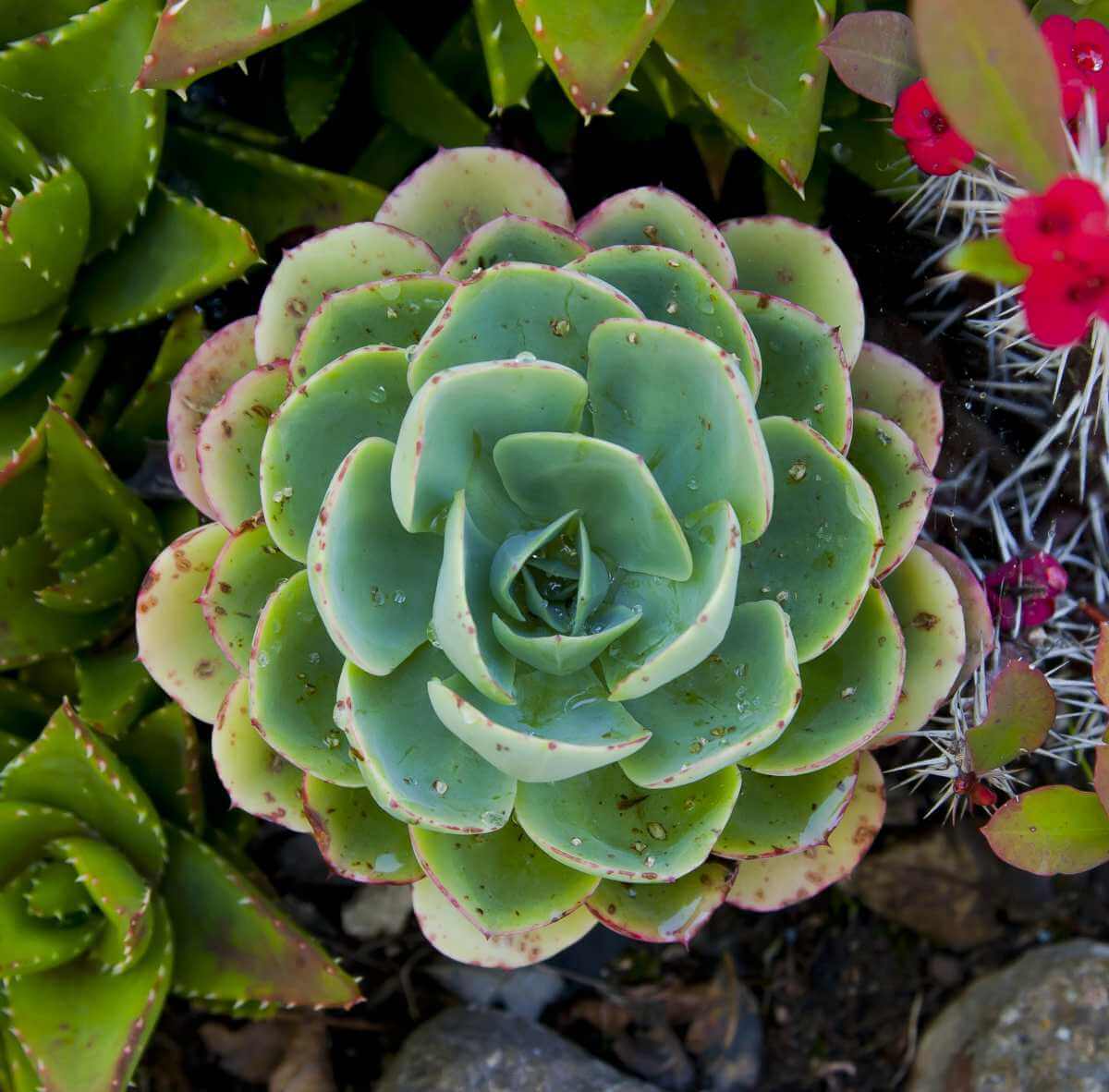 Plantas sin riego: echeveria