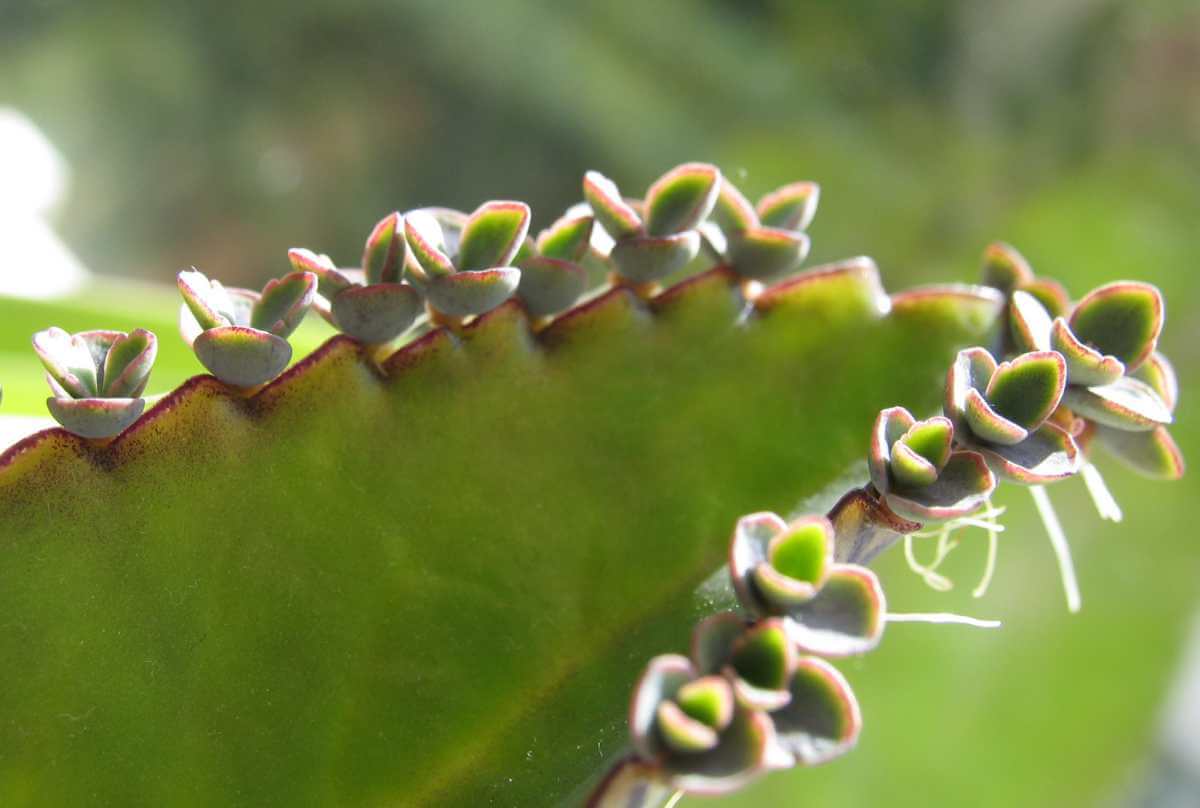 Kalanchoe, suculentas