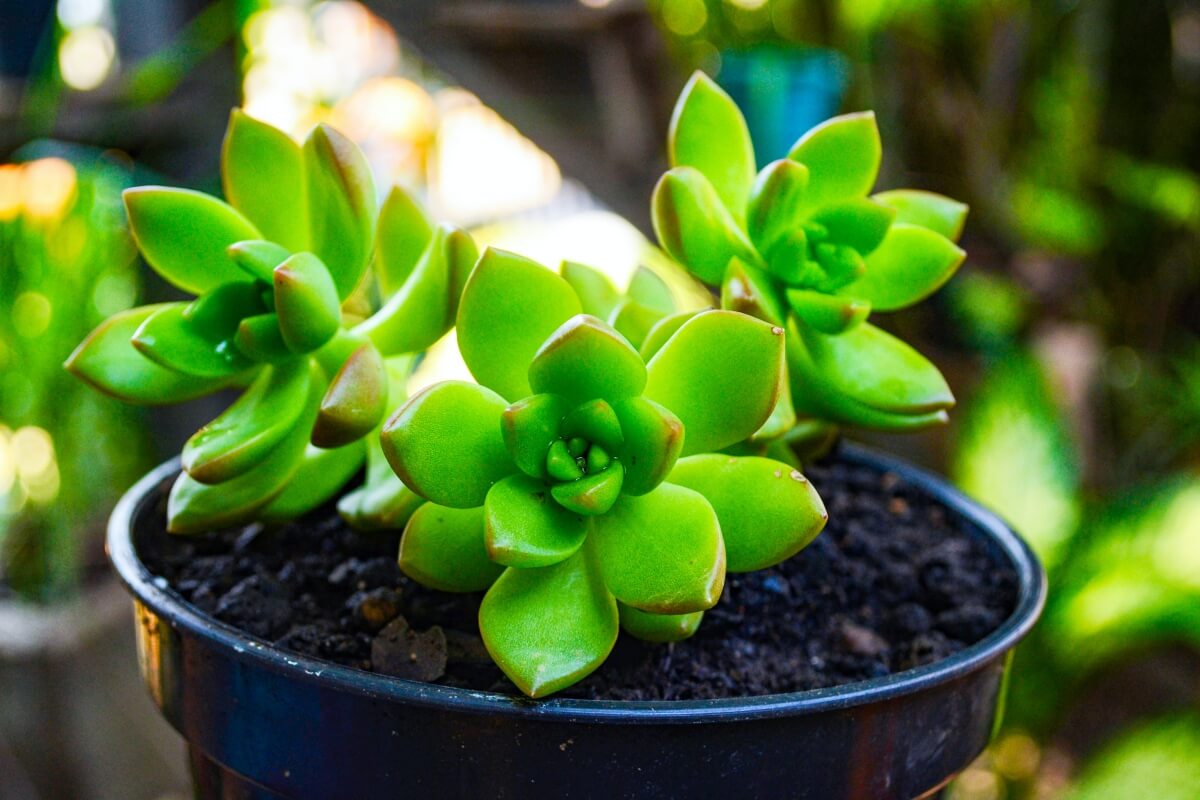 Learn to care for succulents