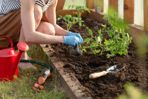 ¿Tienes un huerto? Estas 5 plantas son capaces de combatir las plagas