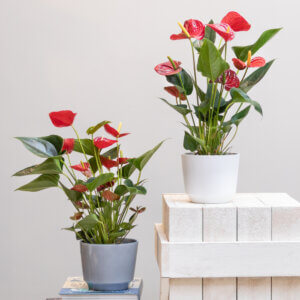 Plantas de interior que necesitan poca luz