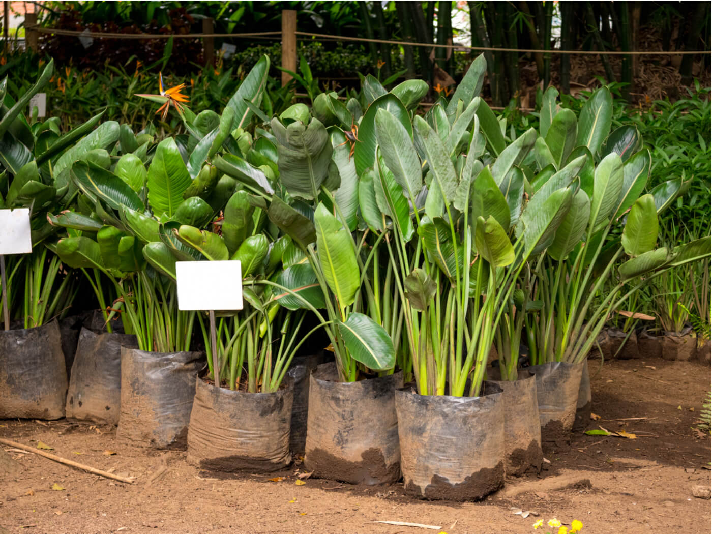 La planta de moda se llama Ave del Paraíso