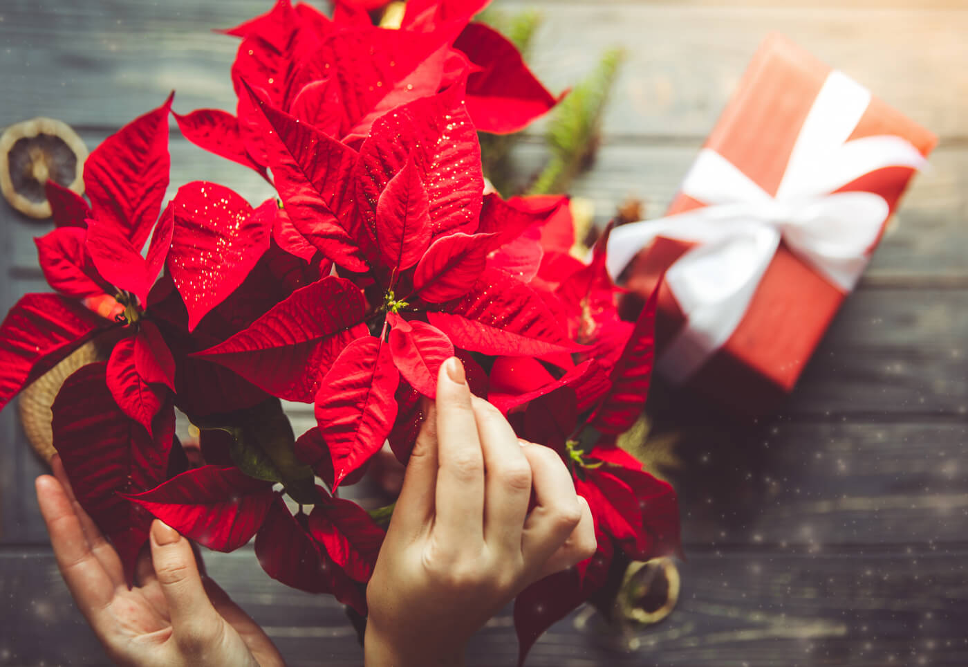 5 ideas deco que puedes hacer con la flor de pascua