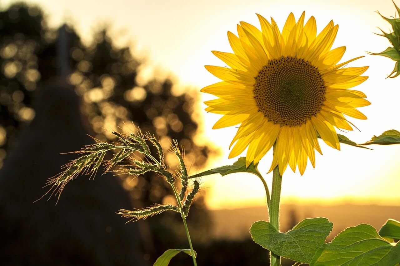 Girasol: el significado de estas flores