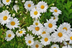¿Conoces el significado de estas flores?