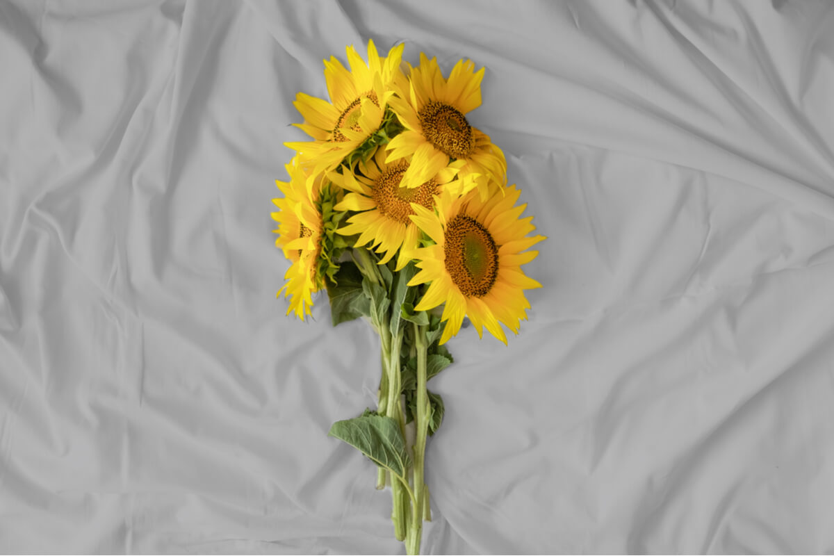 Este será el color del 2021 según el Instituto Pantone