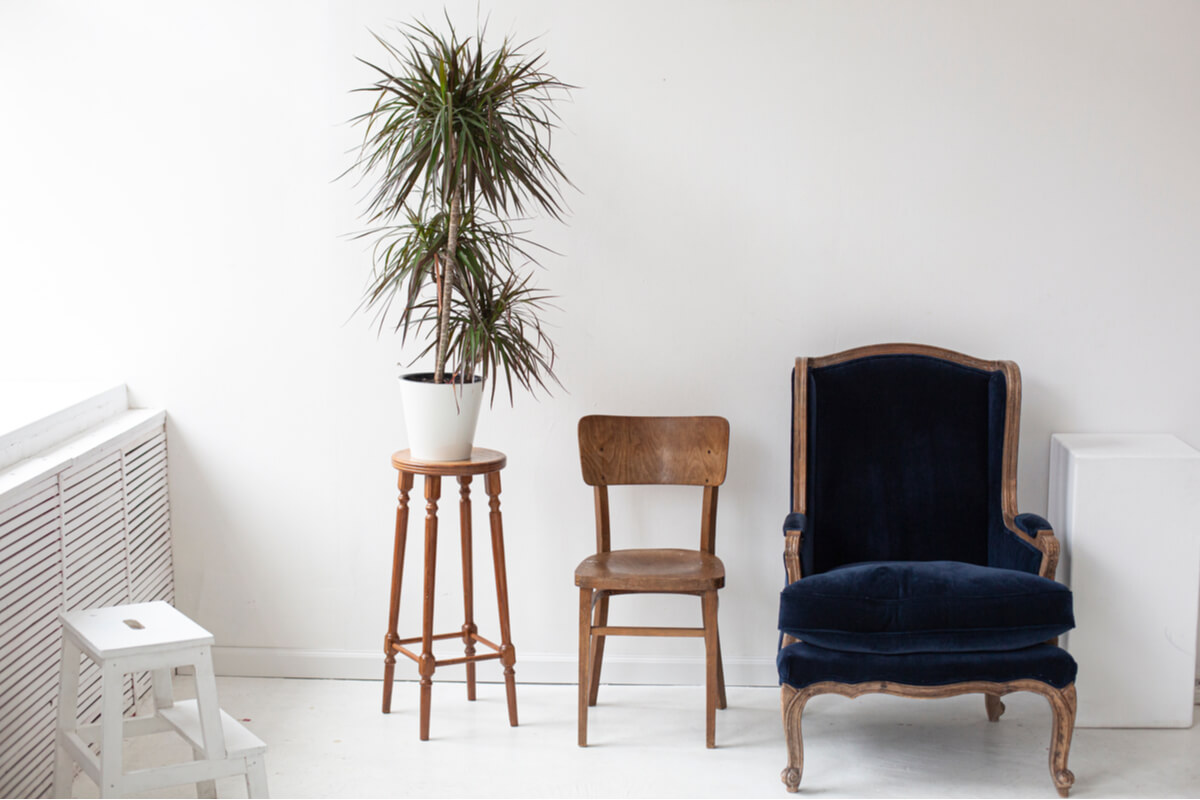 Do you know the dracena? An all-terrain plant to have at home