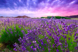 ¿Te gusta la lavanda? Aprende todo acerca de cómo cuidarla