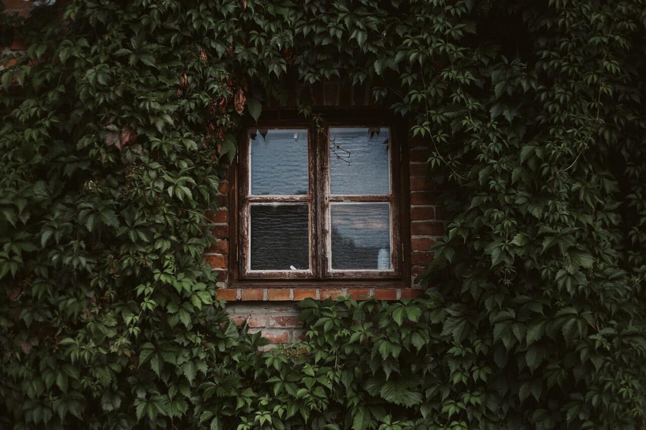 Llena de enredaderas tu hogar. ¡Aprende a cultivarlas!