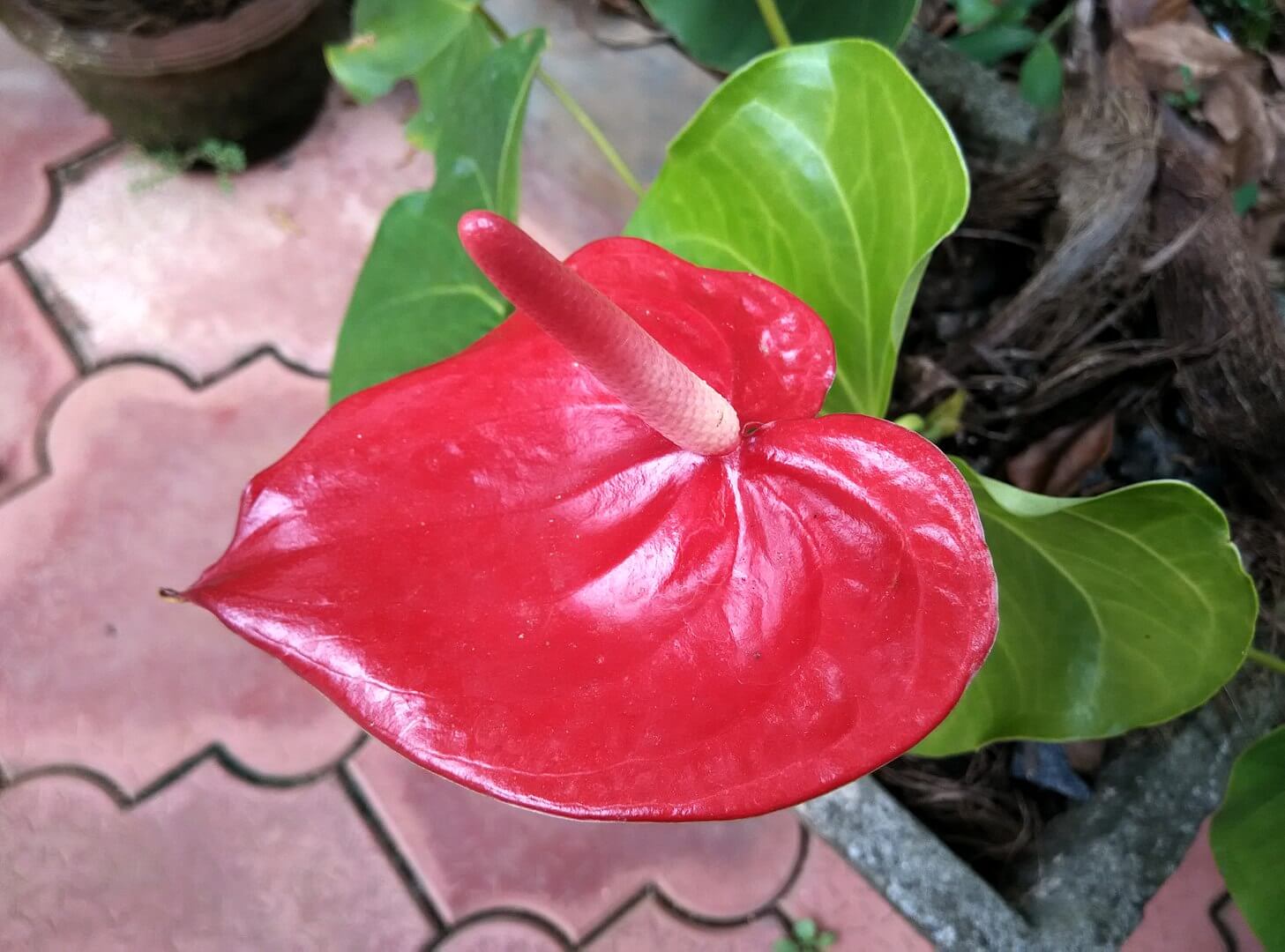 Anthurium, houseplant
