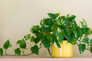 Plantas en altura para ornamentar los interiores