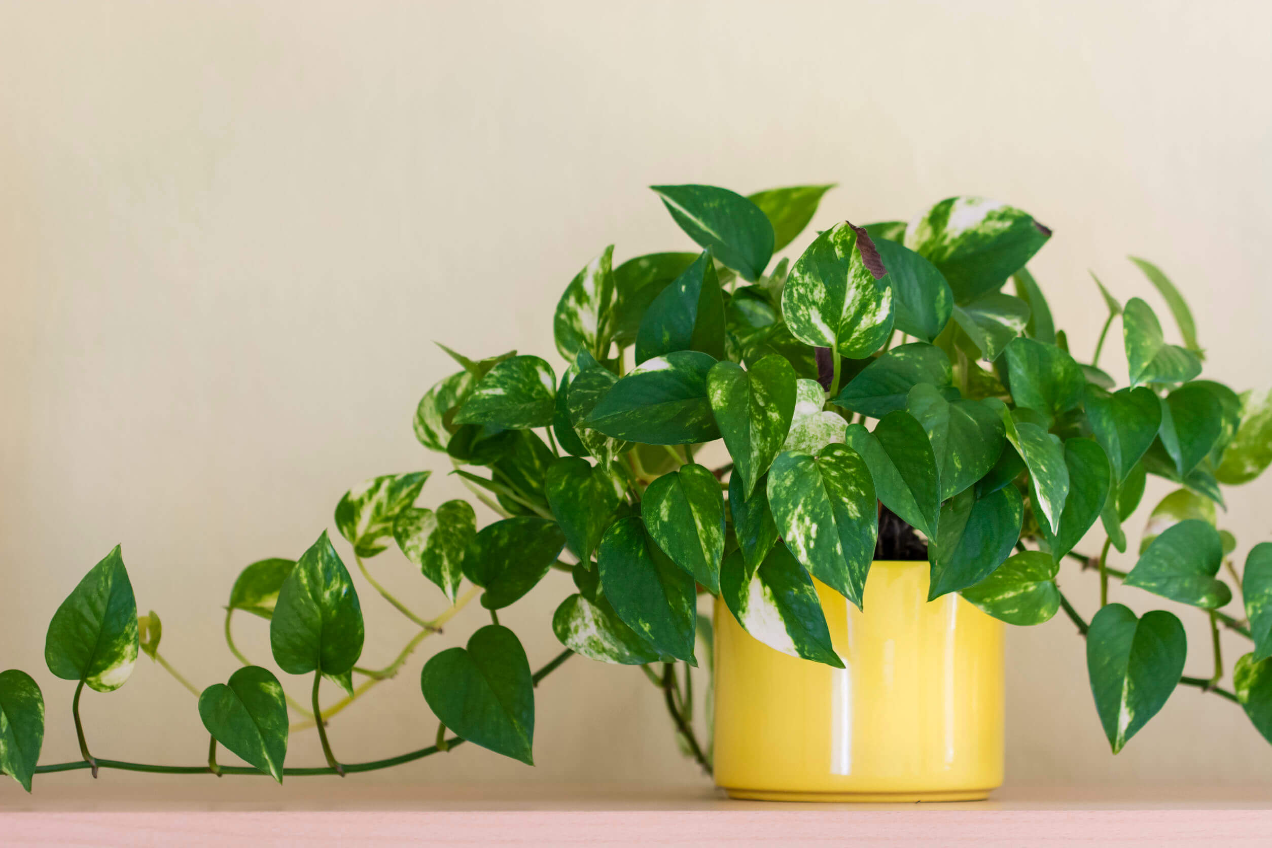 Plantas en altura para ornamentar los interiores