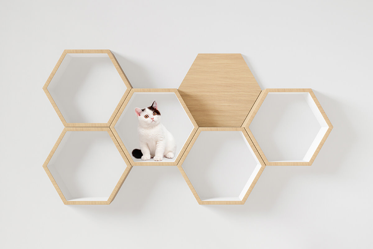 Modular shelves for cats.