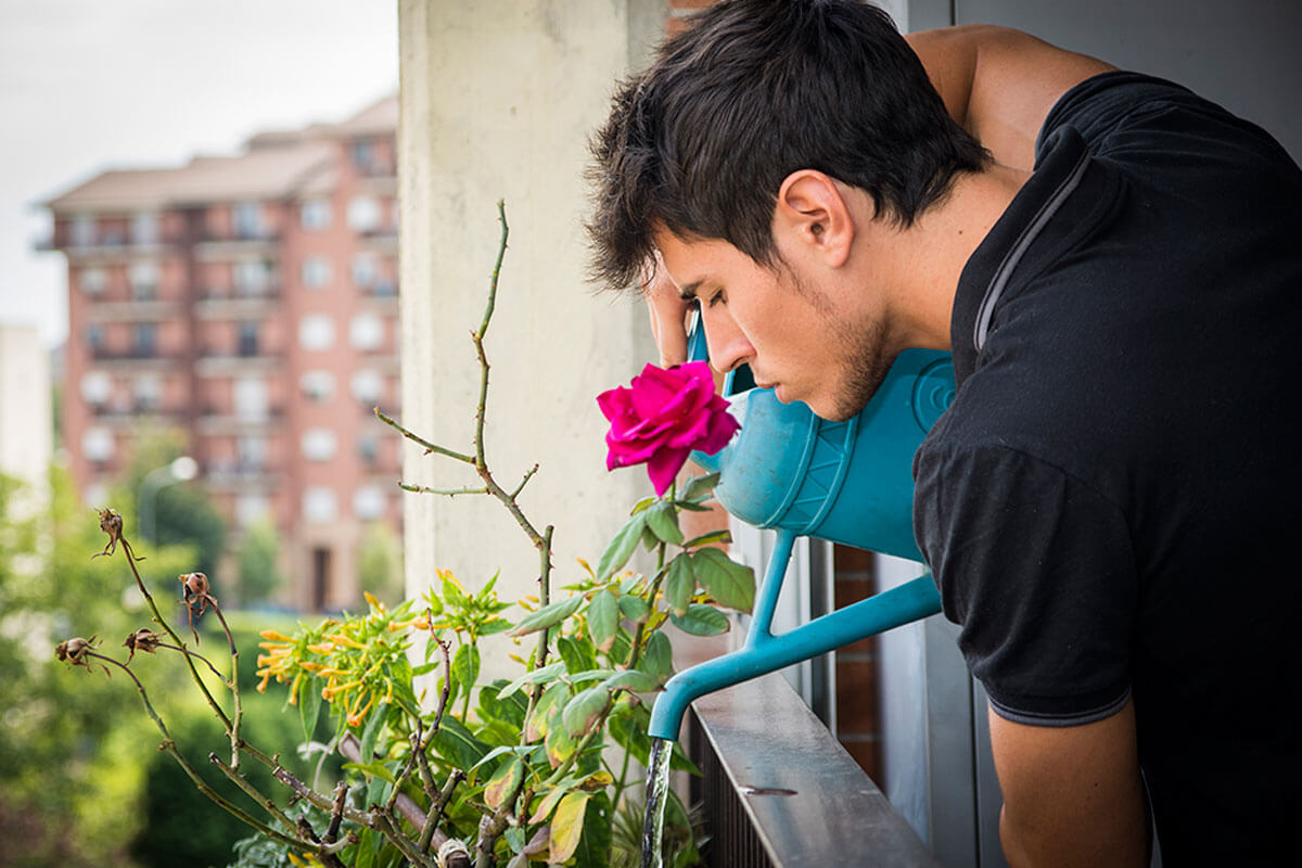 Roses need constant watering.