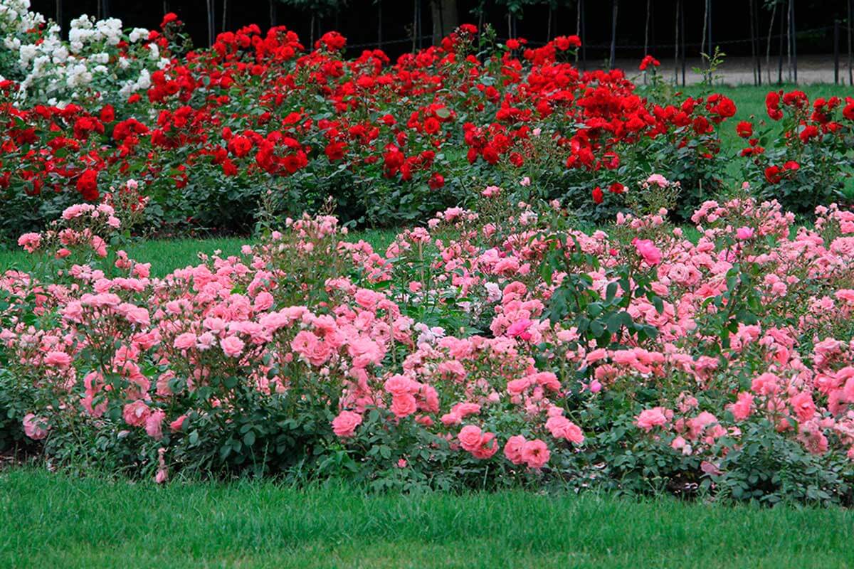 Choose a spice that suits the climate where you live.