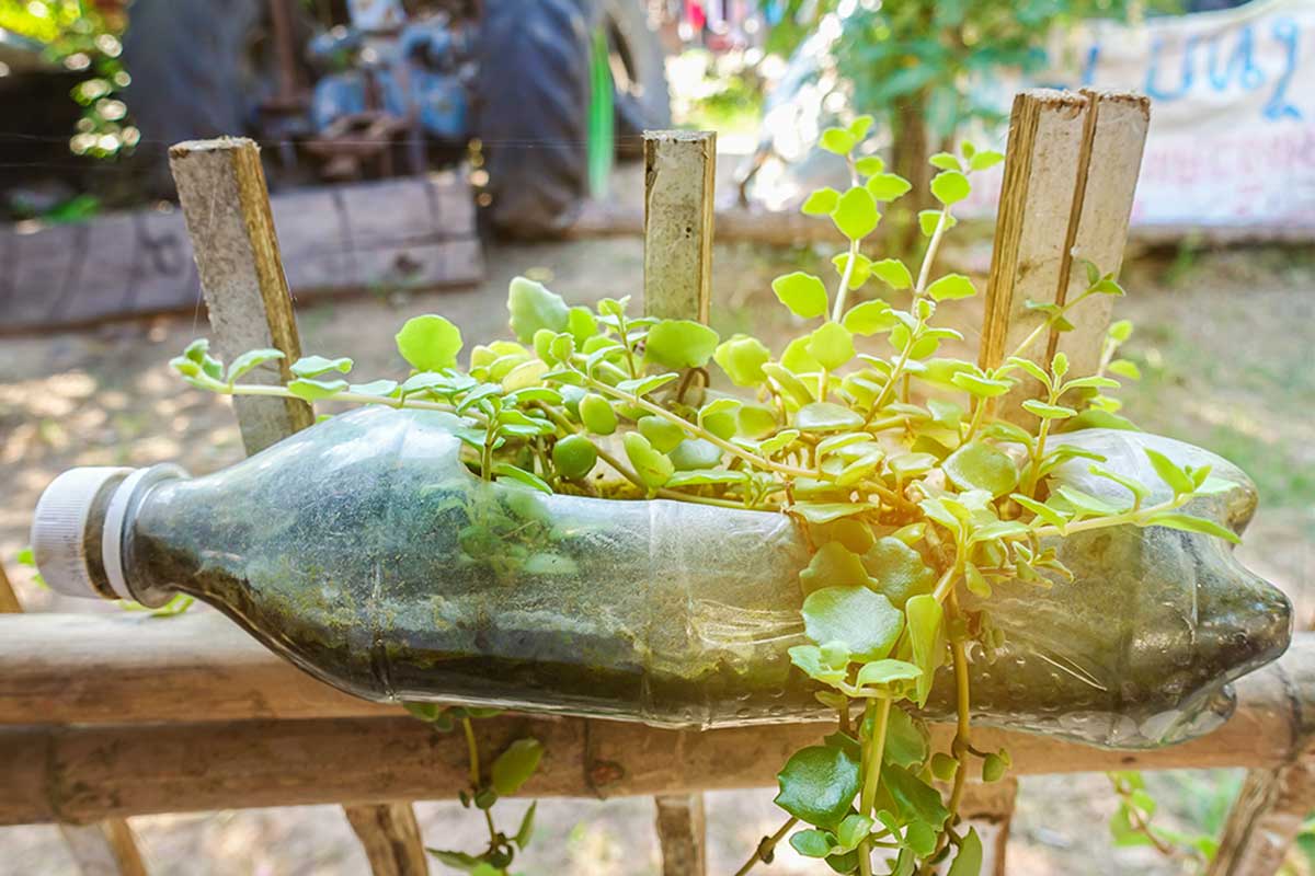 Use plastic bottles to create cute recycled pots.