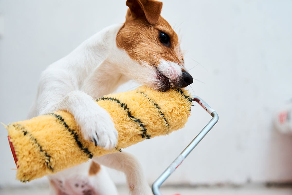 Choose a type of non-toxic paint,