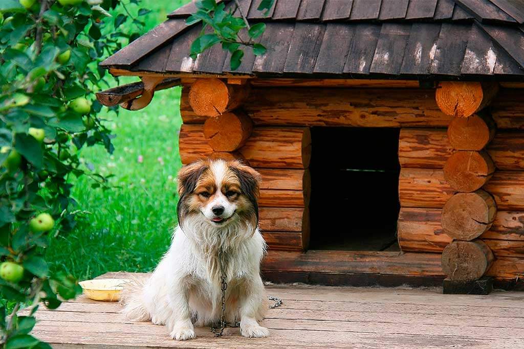 Pinta y renueva la casa de tu perro