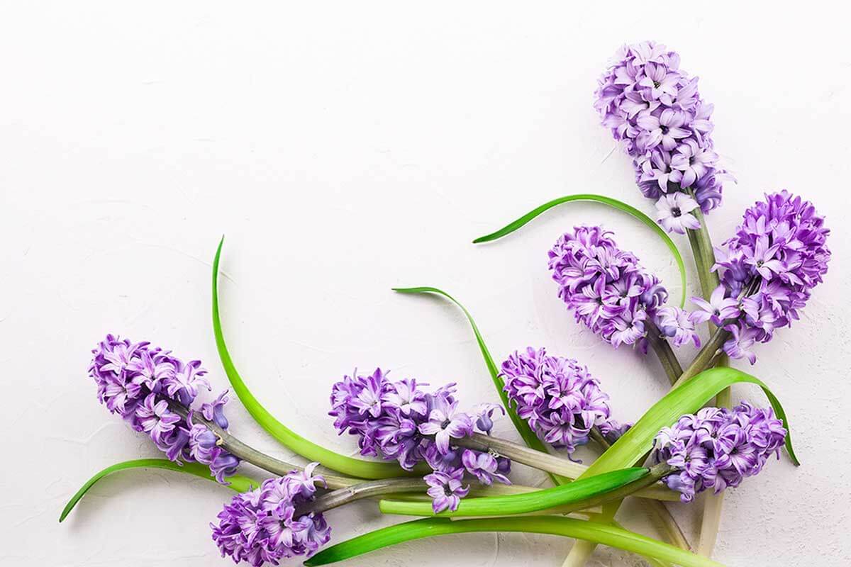 Hyacinth.