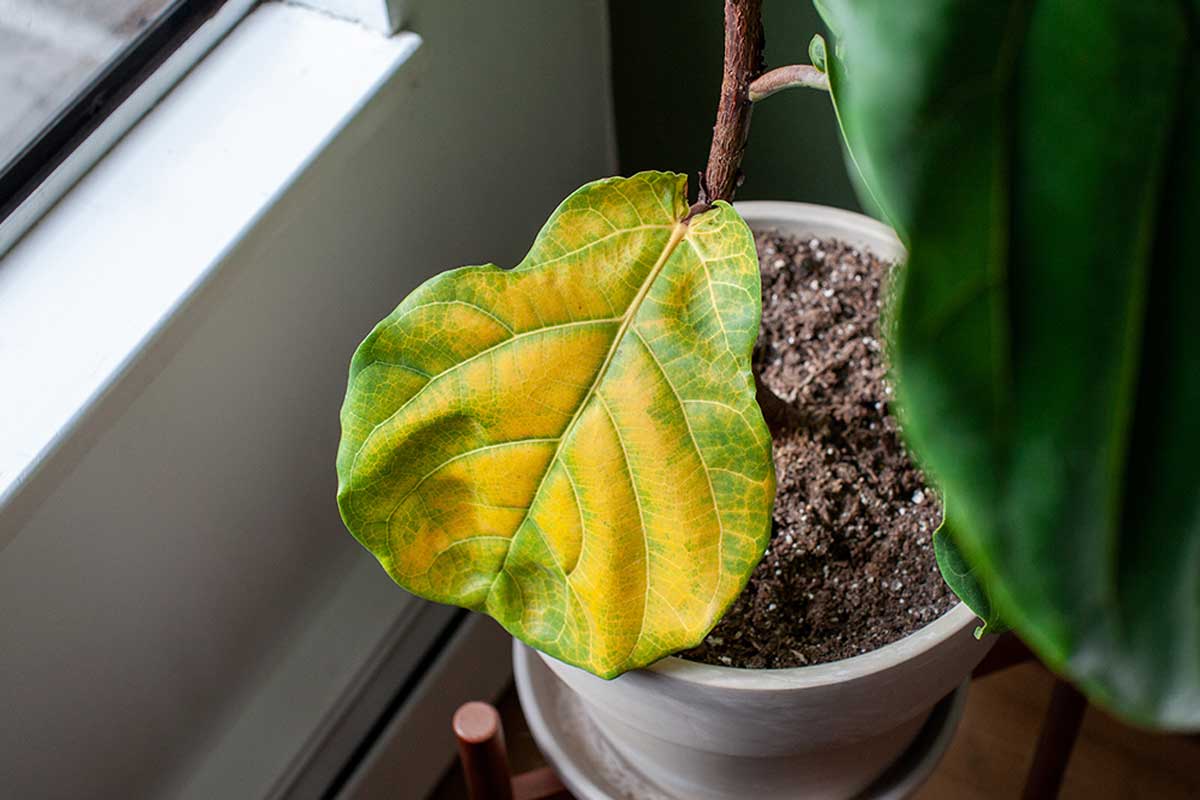 Know the reasons that affect plants.