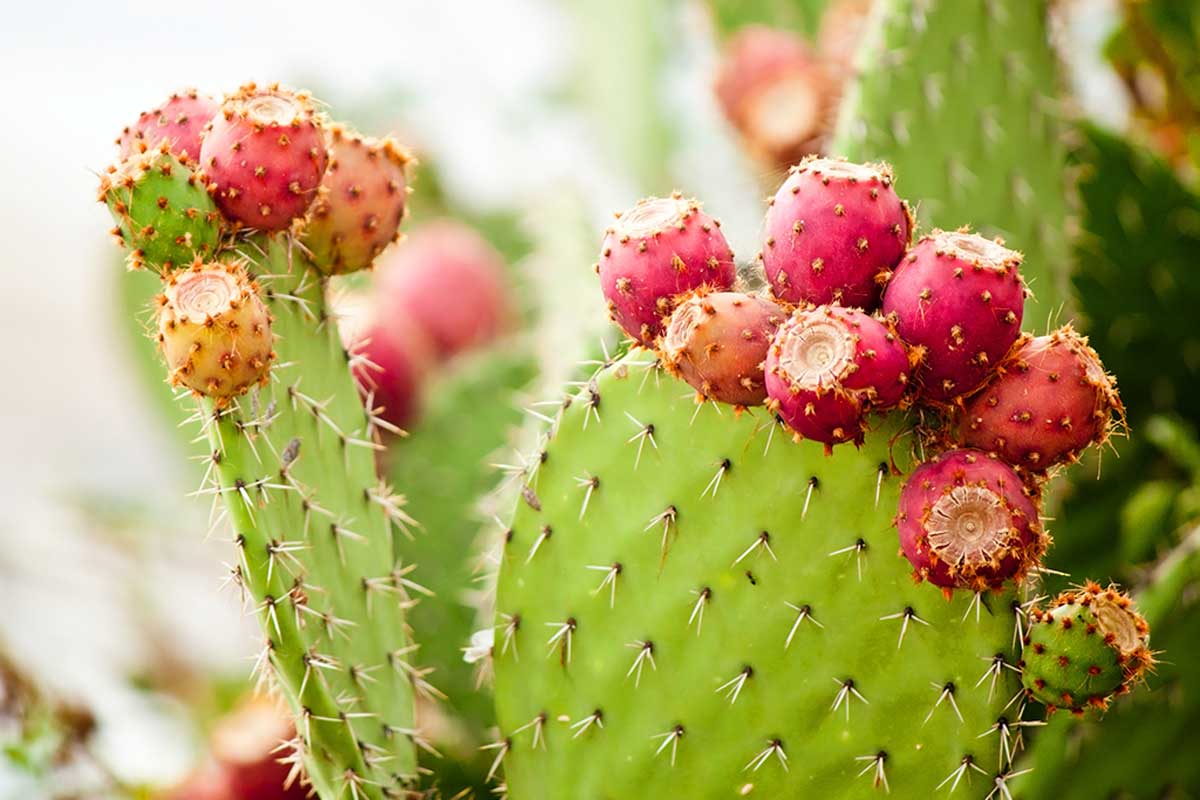 The cactus has a bad connotation.