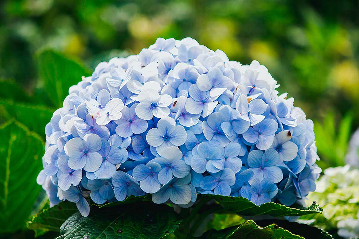 Plantas de sombra, hortensias.