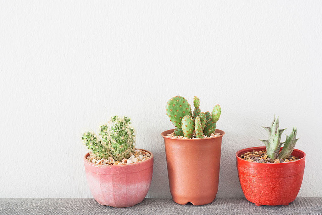 Plantas negativas y tóxicas.
