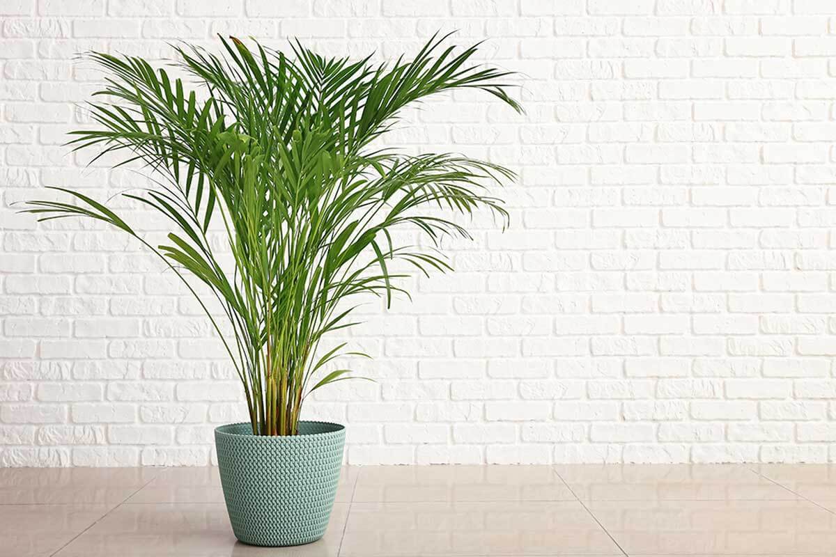 Add some houseplants.