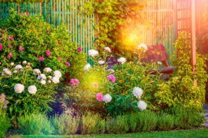 Plantas de sol para avivar el jardín en verano