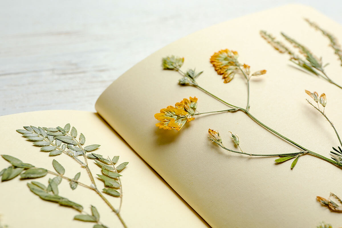 Limpia y aplana tus hojas.