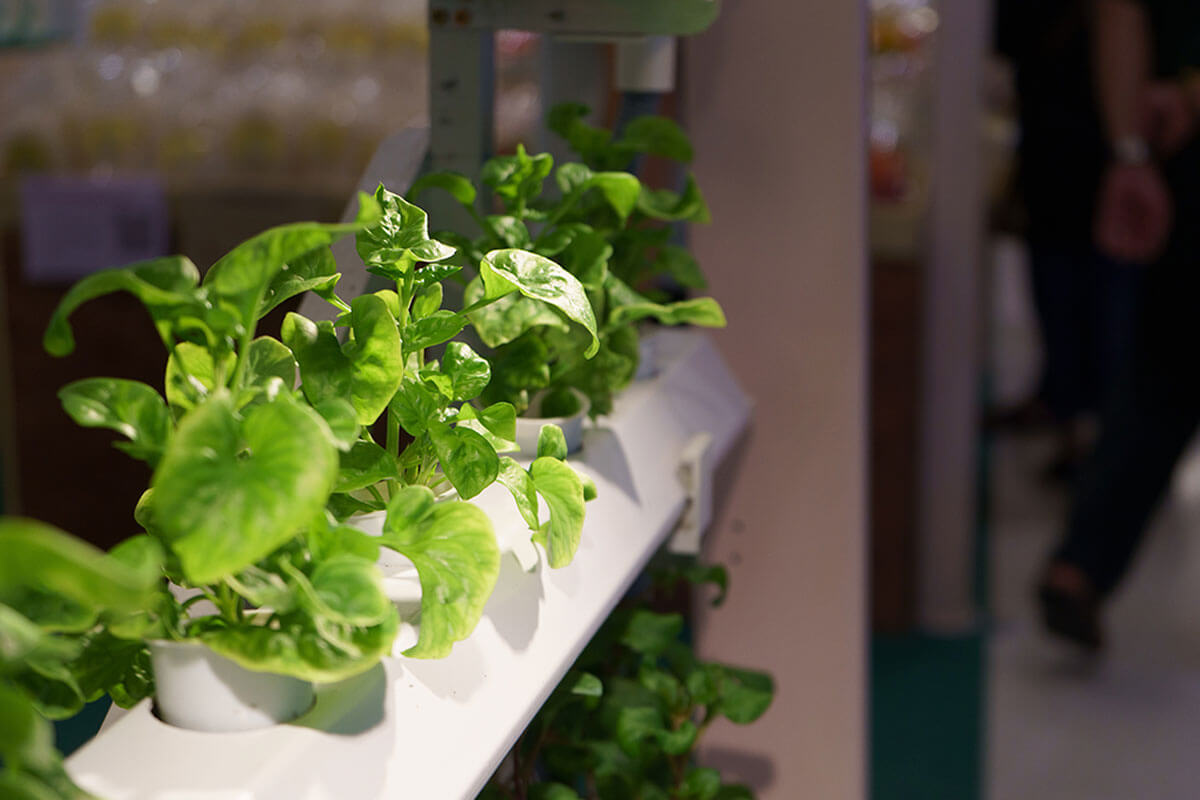 Follow these tips to grow your vegetables.