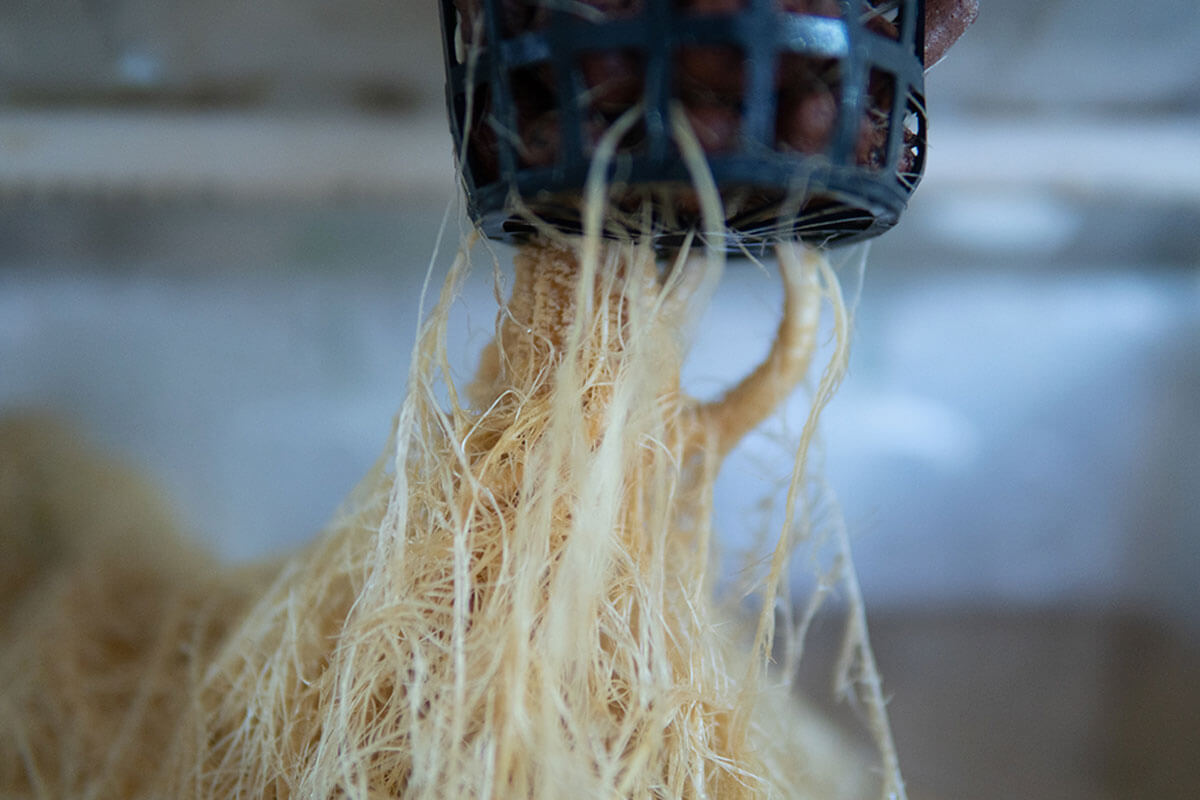 Apply nutrients so that the plants grow healthy.