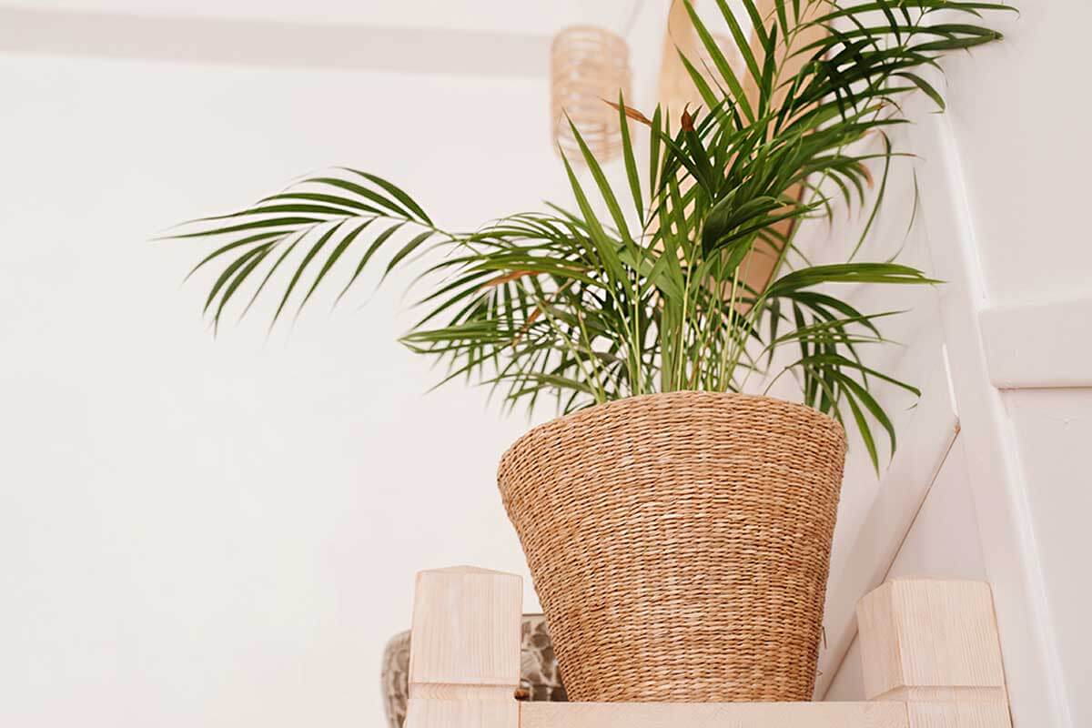 Place potted plants or baskets.