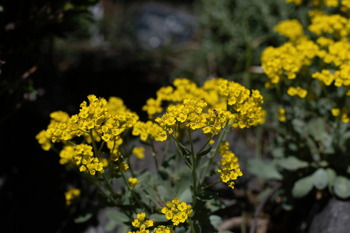 Yellow Alyssum.