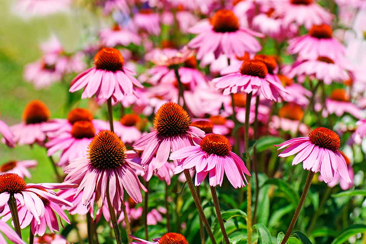 Purple coneflower.