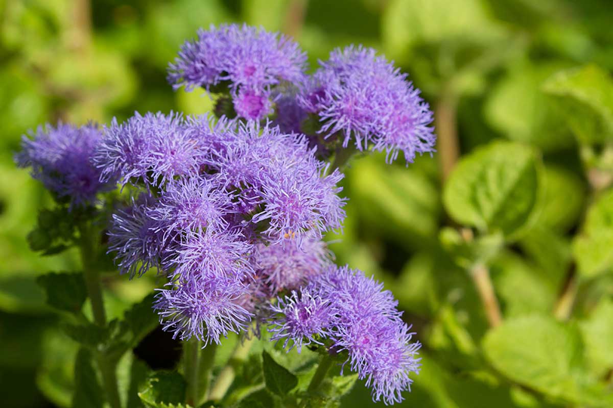 Ageratum flower.