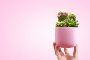Cactus en macetas, aprende a cultivarlos