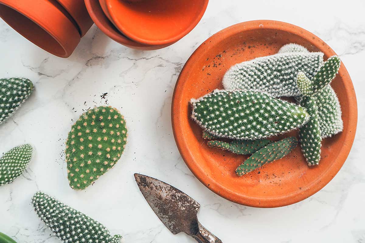 Cultivas por medio de esquejes.