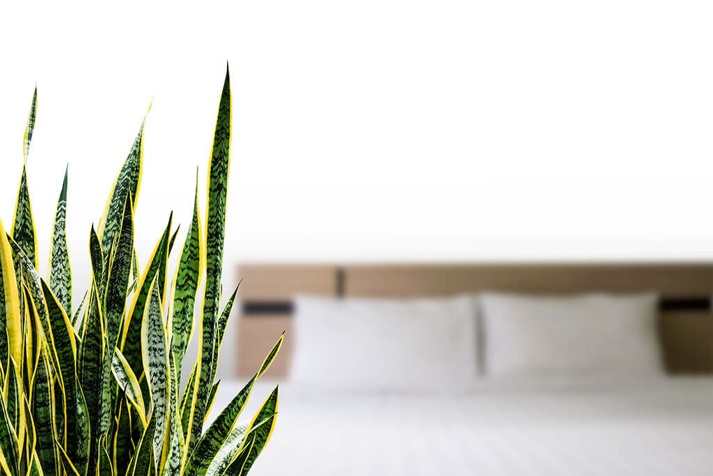 Place indoor plants.