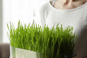 Pasto de trigo para una decoración natural