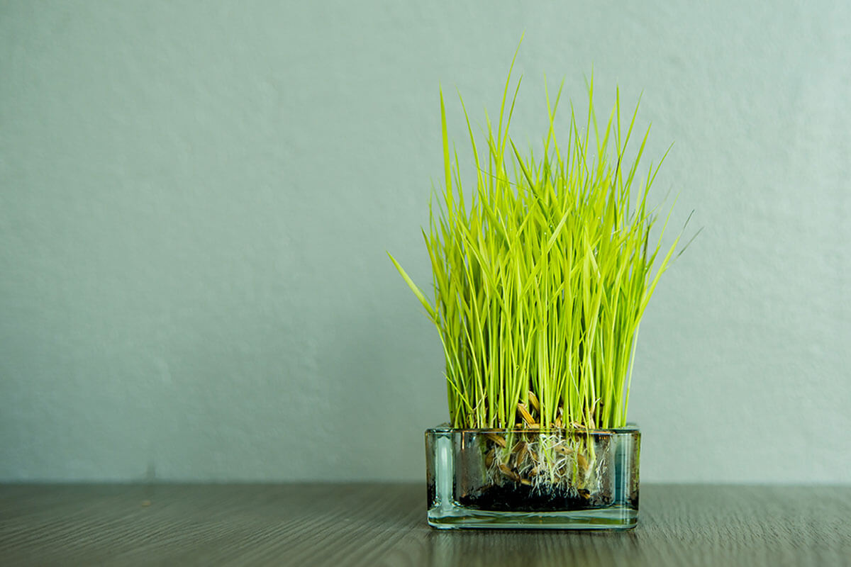 Germinating this plant at home is very easy.