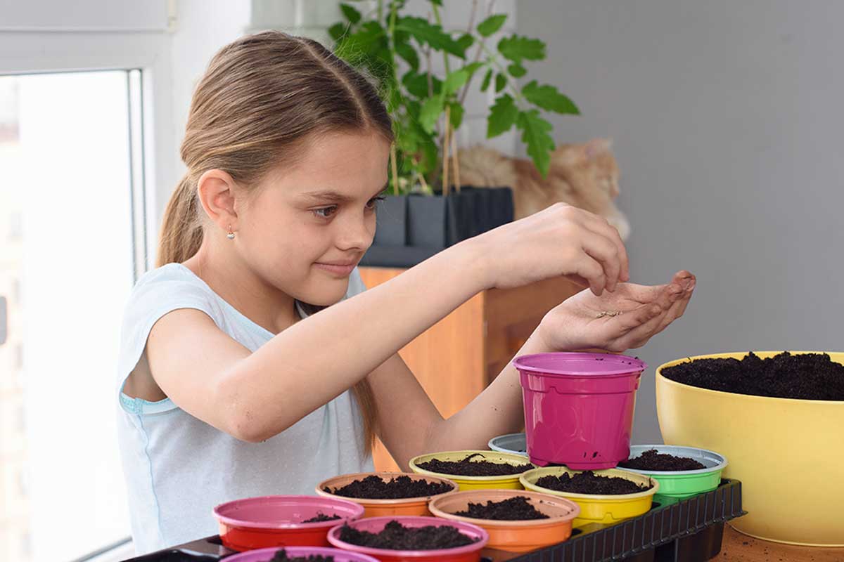 Sow wheatgrass in children's pots.