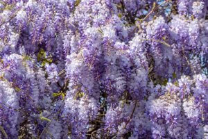Glicina, una planta trepadora y hermosa