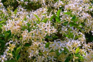 Jazmín, cultiva esta planta de aroma encantador