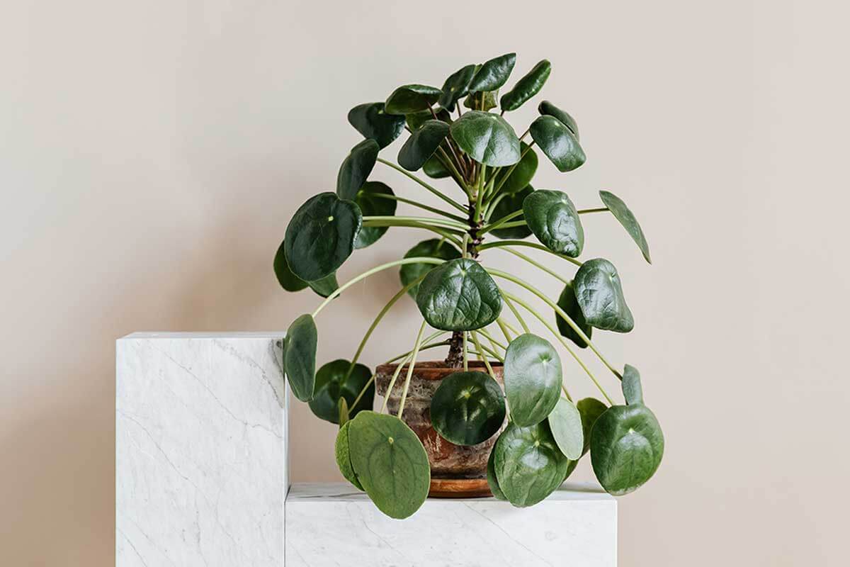Pilea peperomioides, pet friendly plant.