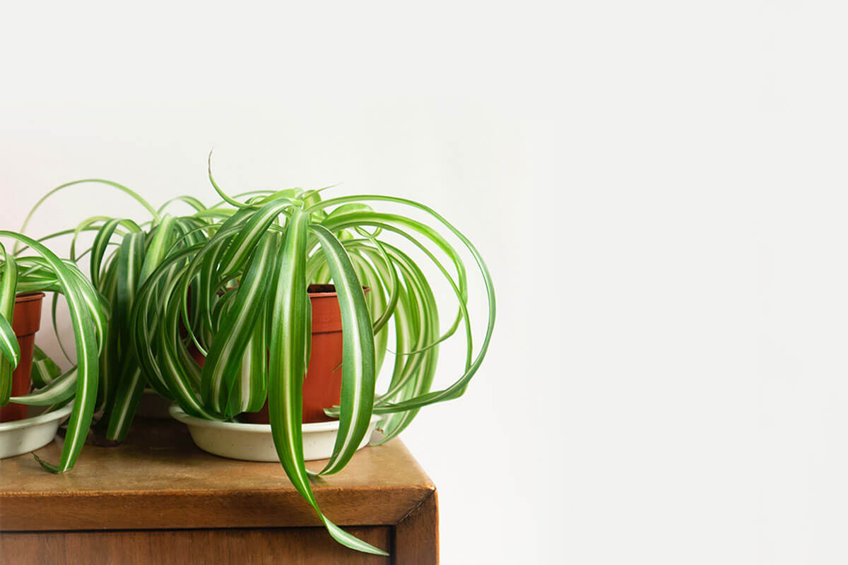 Ribbon or Chlorophytum comosum is one of the pet friendly plants.