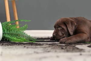Plantas de interior tóxicas para tus mascotas