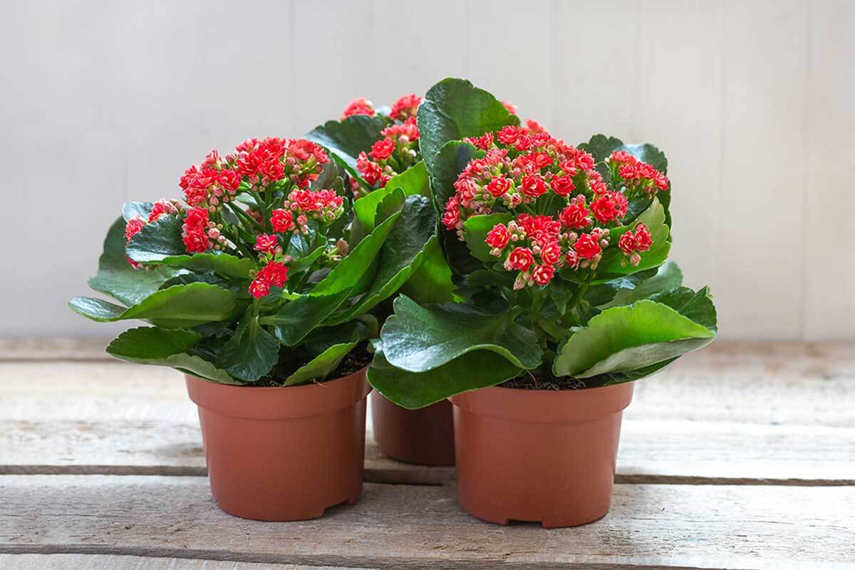 Kalanchoe.