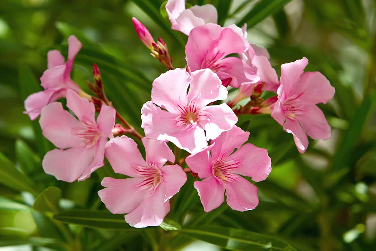 Oleander.