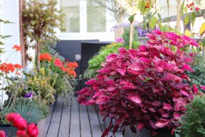 Plantas para la terraza: elige las indicadas